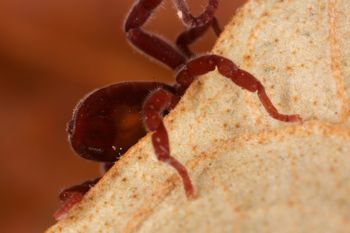 Media type: image;   Invertebrate Zoology 30914